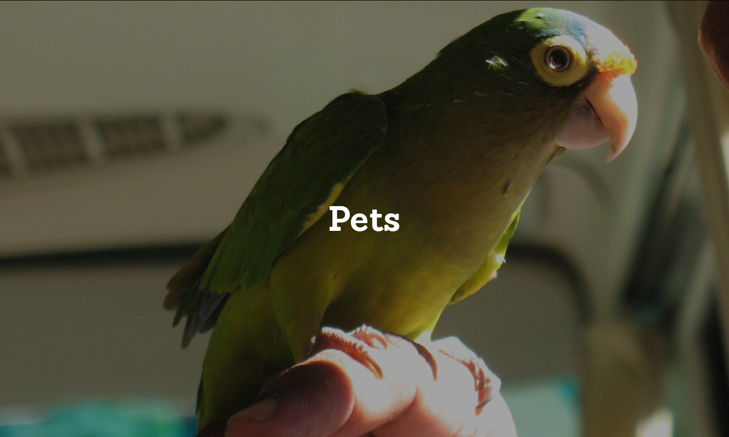 impact-report-2016-PetsCover.jpg